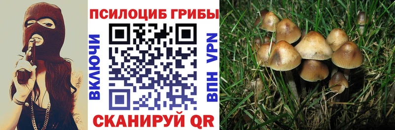 купить наркотик Химки ОМГ ОМГ сайт Галлюциногенные грибы Psilocybe